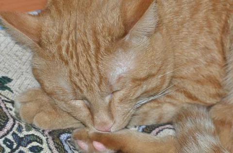 Red cat sleeps on bed Stock-Fotos