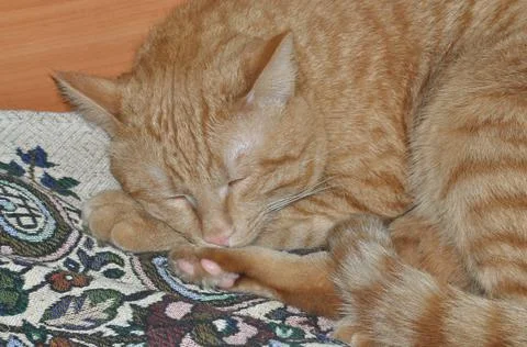 Red cat sleeps on bed Stock Photos