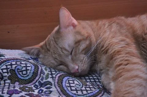 Red cat sleeps on bed Stock-Fotos