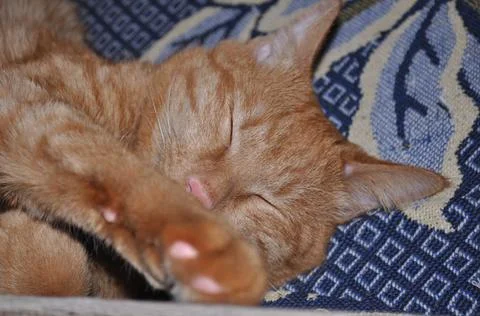 Red cat sleeps on bed Stock Photos