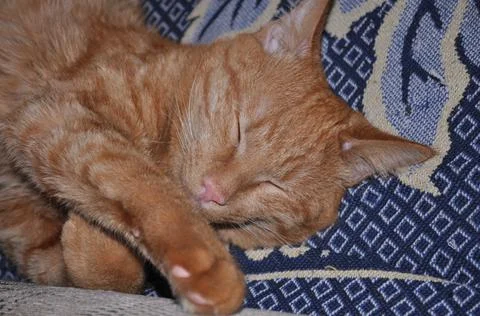 Red cat sleeps on bed Stock-Fotos