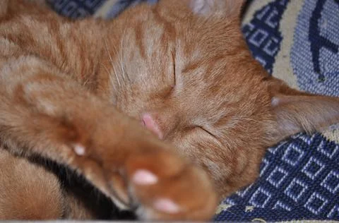 Red cat sleeps on bed Stock-Fotos