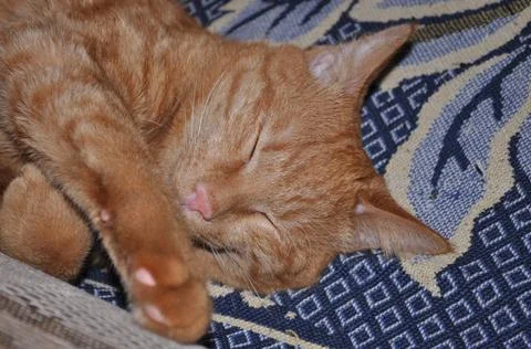 Red cat sleeps on bed Stock Photos