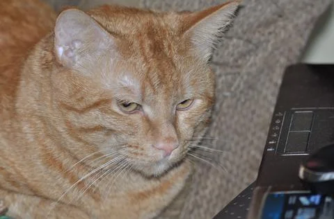 Red cat sleeps on bed Stock Photos
