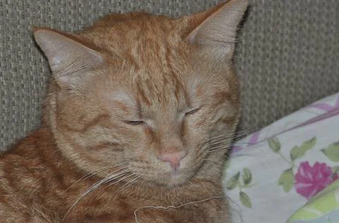 Red cat sleeps on bed Stock Photos