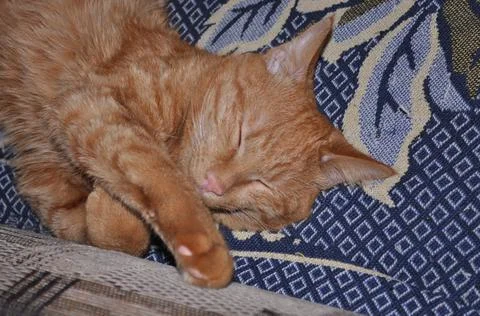Red cat sleeps on bed Stock Photos