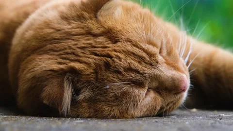 Red cat sleeps with pleasure. Red cat close-up. The cat sleeps sweetly Stock Footage 202114737