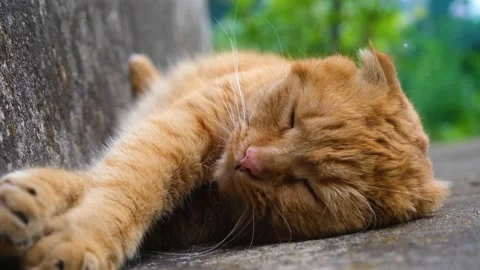 Red cat sleeps with pleasure. Red cat close-up. The cat sleeps sweetly Stock-Footage 202114853