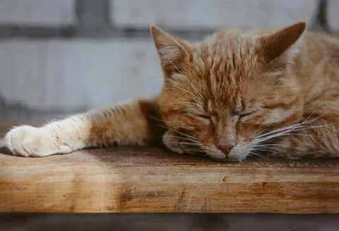 Red cat sleeps in spring Stock Photos