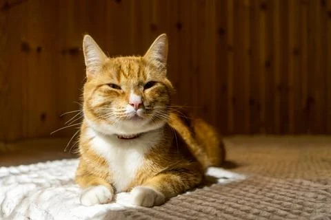 Red cat sleeps under a gray knitted plaid Stock Photos