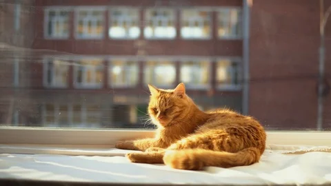 A red cat sleeps on a white windowsill in the sun's rays. Stock Footage 92356562