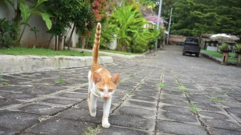 Red cat slomotion going to you Video stock 113053202