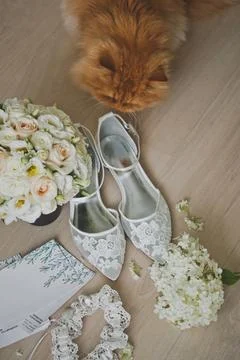 The red cat sniffs the brides wedding shoes 2514. Stock Photos