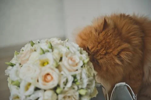 A red cat sniffs the brides wedding bouquet 2515. Stock Photos