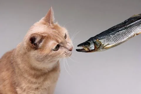 The red cat sniffs dried fish. Concept of pet food. Stock Photos