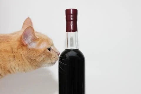 Red cat sniffs a sealed bottle of dark red wine . Stock Photos