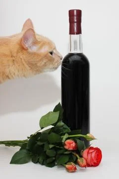 Red cat sniffs a sealed bottle of dark red wine near a bouquet of small roses Stock-Fotos