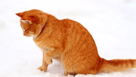 Red Cat in the snow Stock Footage 71562990