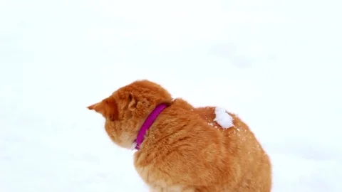 Red Cat in the snow Stock Footage 71563802