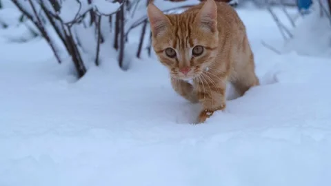 Red cat snow. Stock Footage 168613813
