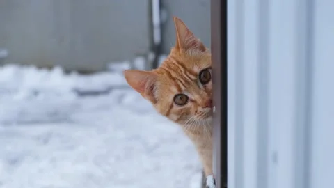 Red cat snow. Stock Footage 205356502