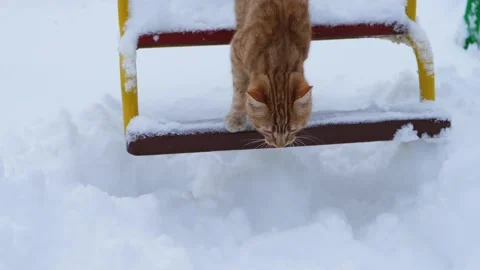 Red cat snow. Stock-Footage 211584404