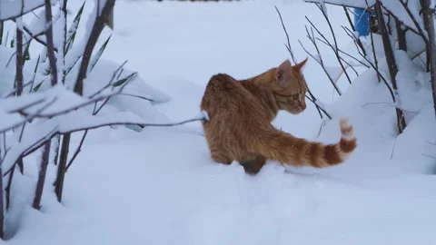 Red cat snow. Video stock 220598997