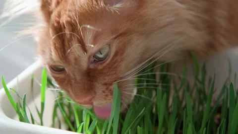 Red cat on a spring sunny day eats green grass grown in a flowerpot Stock Footage 172335929