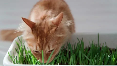Red cat on a spring sunny day eats green grass grown in a flowerpot Stock Footage 172336353