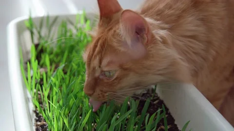 Red cat on a spring sunny day eats green grass grown in a flowerpot Stock Footage 172336590