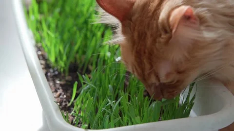 Red cat on a spring sunny day eats green grass grown in a flowerpot Stock-Footage 172336701