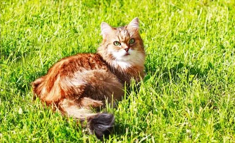 Red cat squinting in the bright sun Stock Photos