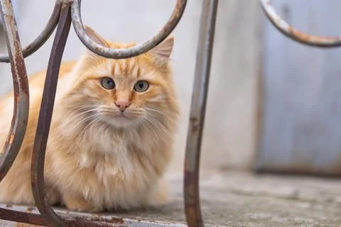 Red cat squints Stock Photos