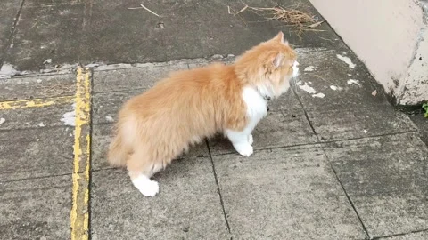 Red cat standing and looking carefully on the cement ground Stock Footage 310706555