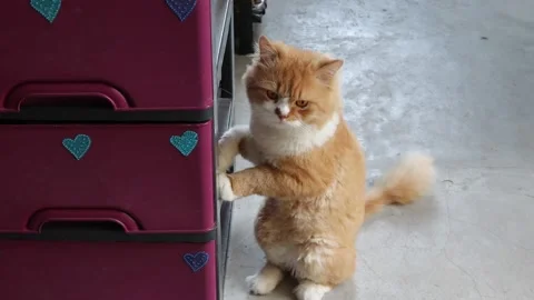 Red cat standing on two legs near plastick locker and looking front Stock Footage 146791441