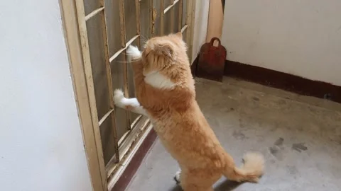 Red cat is standing on two legs trying to get into the closed door Video stock 146791922