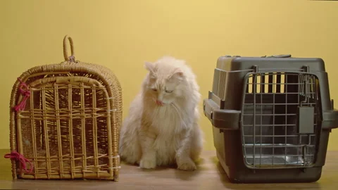 Red cat in the studio choosing a carrier old or new, which carrier to choose Stock Footage 252207811