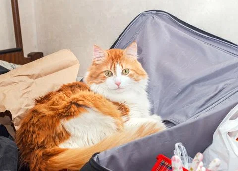 Red cat in suitcase Stock Photos