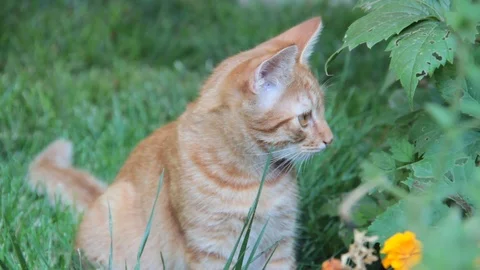 Red cat summer grass Stock Footage 87593665