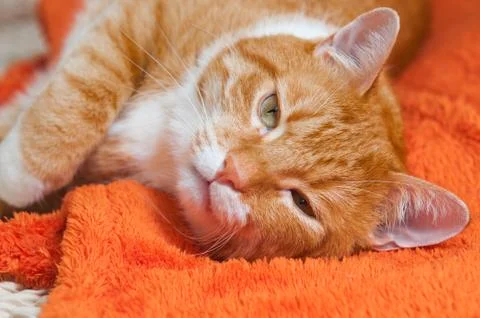 Red cat sweetly sleeping on the couch Foto stock