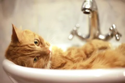 Red cat taking a bath Stock Photos
