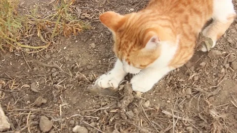 Red cat tries to catch mouse in wildlife, animals plays and hunting Video stock 89303788