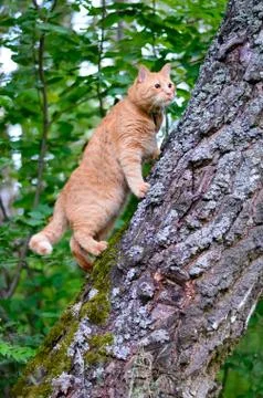 Red cat is on the trunk of a tree Stock Photos