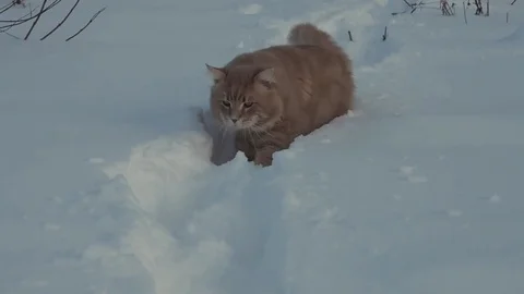 Red Cat Trying To Find the Pass on the Snow Covered Field 動画素材 84653372
