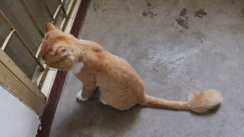 Red cat trying to open the door with its hand to enter Stock Footage 144488651