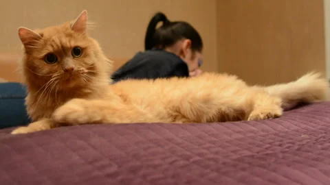 Red Cat Turns His Head Sharply to the Side, Surprised Cat, Lying Tucked Under He Stock-Footage 89051207
