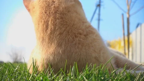 Red cat turns his head the side, slow mo Stock-Footage 106725561