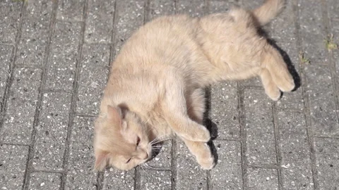 The red cat turns over on its back. The cat playfully tosses and turns in the Stock Footage 271526183