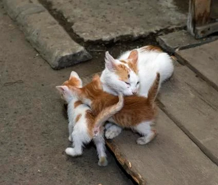 Red cat with two red kittens, theme beautiful cats on the street Stock Photos
