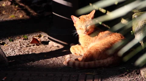 Red cat under the sun Stock Footage 46307415